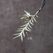 Tillandsia capillaris var. virescens (Formerly Pitchfork) チランジア ティランジア カピラリス ヴィレッセンス ピッチフォーク_画像2