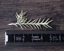 Tillandsia capillaris var. virescens (Formerly Pitchfork) チランジア ティランジア カピラリス ヴィレッセンス ピッチフォーク_画像5