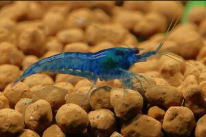 [50 pcs ] blue bell bed shrimp [10mm~15mm size ]*tsumatsuma center *