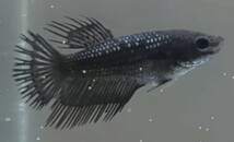 【ほっぺちゃんFARM】〈ベタ・Betta〉Z-10 ブラックオーキッドCT (メス♀)_画像4