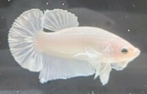 【ほっぺちゃんFARM】〈ベタ・Betta〉A-4 プラチナホワイト・ウルトラダンボPK (オス♂)☆SALE☆_画像5