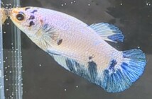 【ほっぺちゃんFARM】〈ベタ・Betta〉V-10 ブルーマーブル・ポルカドットPK (メス♀)_画像6