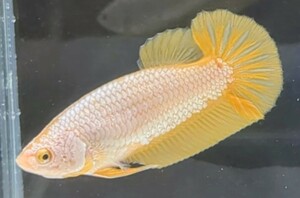 【ほっぺちゃんFARM】〈ベタ・Betta〉V-9 イエローゴールド・ドラゴンスケールPK (メス♀)