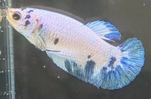 【ほっぺちゃんFARM】〈ベタ・Betta〉V-10 ブルーマーブル・ポルカドットPK (メス♀)_画像4