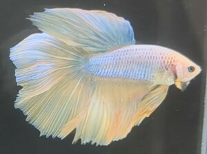 【ほっぺちゃんFARM】〈ベタ・Betta〉S-1 イエローグリッセルHM (オス♂)