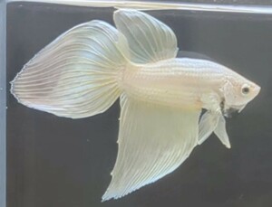 【ほっぺちゃんFARM】〈ベタ・Betta〉X-6 オーロライエロー・レモンクリームVT (オス♂)☆SALE☆