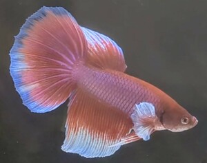 【ほっぺちゃんFARM】〈ベタ・Betta〉A-3 ラベンダーバタフライ・スーパーダンボHM (オス♂)☆SALE☆