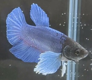 【ほっぺちゃんFARM】〈ベタ・Betta〉A-5 ゼニスブルー・ウルトラダンボPK (オス♂)☆SALE☆