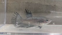 【ほっぺちゃんFARM】〈ベタ・Betta〉Z-10 ブラックオーキッドCT (メス♀)_画像8