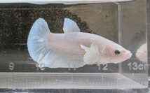 【ほっぺちゃんFARM】〈ベタ・Betta〉A-4 プラチナホワイト・ウルトラダンボPK (オス♂)☆SALE☆_画像8