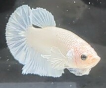 【ほっぺちゃんFARM】〈ベタ・Betta〉A-4 プラチナホワイト・ウルトラダンボPK (オス♂)☆SALE☆_画像4