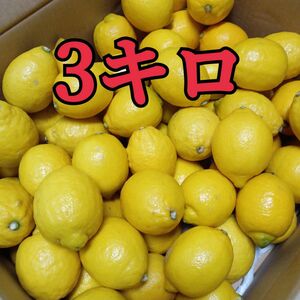 国産レモン　愛媛県産　　3キロ 