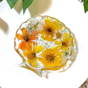 シェル 貝殻 トレイ【340】