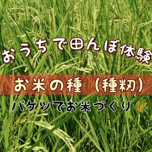 【お家で田んぼ体験】お米の種 種籾 自然農 コシヒカリ はざかけ米 バケツ稲に◎の画像1