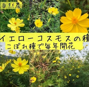 【自然農】イエローコスモスの種　1g キバナコスモス　こぼれ種で毎年開花　花畑　花壇　園芸　家庭菜園　プランター　オレンジ色もあり②