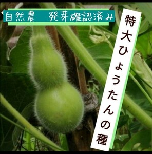 【自然農】特大ひょうたんの種　8粒　ヒョウタンアートに◎瓢箪ランプ　入れ物づくり　家庭菜園　園芸　③