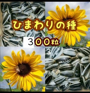 大きくそだつ向日葵の種　ヒマワリの種　たっぷり約300粒　小動物のご給餌に　ハムスター　リス　インコ　