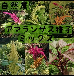 【自然農】アマランサスの種ミックス　雑穀　そだてやすい　高発芽率　こぼれ種でも毎年開花　たっぷり5g ガーデニング　家庭菜園　園芸⑥