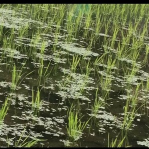 【お家で田んぼ体験】お米の種 種籾 自然農 コシヒカリ はざかけ米 バケツ稲に◎の画像6
