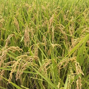 【お家で田んぼ体験】お米の種 種籾 自然農 コシヒカリ はざかけ米 バケツ稲に◎の画像7