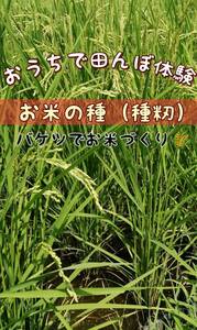 【おうちで田んぼ体験】お米の種（種籾）自然農