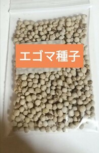 エゴマの種　たっぷり5g　家庭菜園におすすめ　そだてやすく美味しい　葉も実も食べられる　ベランダ栽培　プランター