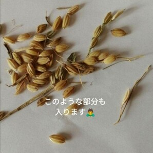 【お家で田んぼ体験】お米の種 種籾 自然農 コシヒカリ はざかけ米 バケツ稲に◎の画像4