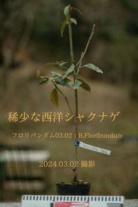  稀少な原種 ： セイヨウシャクナゲ（西洋石楠花） フロリバンダム 03.02 （R, frolibumdum COX.PA.5020) 