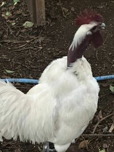 極少希　首が長い　ターケン大人気の食用有精卵　６個七面鳥（ターキータ卵）と鶏（チキン卵）の交種