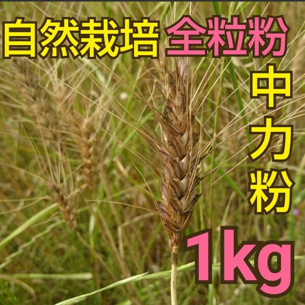 自然栽培 全粒粉中力粉 1kg 熊本県産