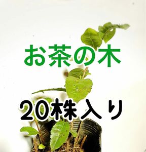 お茶の木　20株　日本茶チャノキ　お庭へどうぞ！