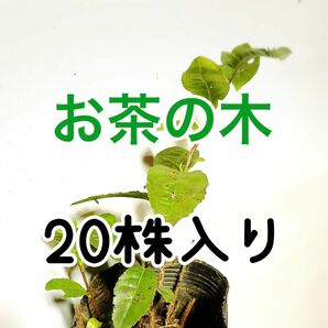 お茶の木　20株　日本茶チャノキ　お庭へどうぞ！