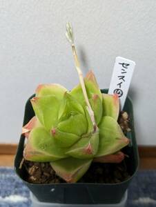 １円スタート！多肉植物　ハオルチア　センスイ④