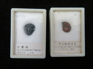 【時代物】化石　三葉虫/アンモナイト　2種類　化石　ケース付き 