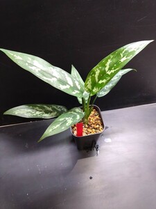 Aglaonema マリア