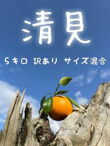 濃い濃い☆　淡路島産清見オレンジ　訳あり　サイズ混合　5kg　003