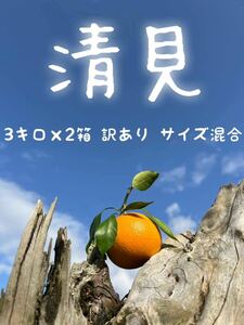 濃い濃い☆　淡路島産清見オレンジ　訳あり　サイズ混合　3kg×2箱