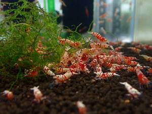  red fancy Tiger shrimp 2 pcs #. egg # female # breeding # aquarium ±2cm with special favor!