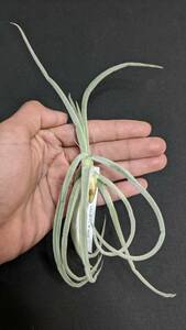 チランジア　ドゥラティ　デュラティ　Tillandsia duratii　エアプランツ　エアープランツ　チランドシア　第四種郵便