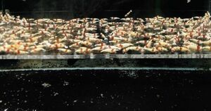 えびの都-miyako-上等水槽から赤ビーシュリンプ10匹