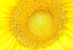  sunflower large wheel one -ply . yellow color seeds 