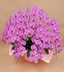 HS　胡蝶蘭　コチョウラン　贈答用　ギフト　大輪　7本立て　お花の数91輪以上（つぼみ込み）花の色　ピンク　送料無料