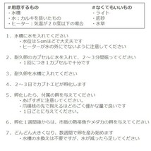 カブトエビ 休眠卵 2カプセル【計100個】 餌付き_画像5