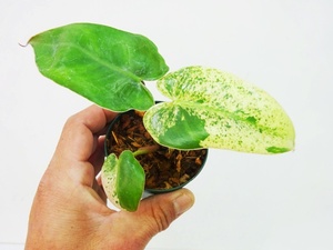 東京014フィロデンドロン　イルセマニー　斑入り④　充実苗 Philodendron ilsemanii variegata＊急に凄い葉が出たり子株から出たりします。