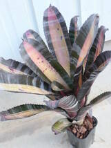 （◎＿◎；）★ Aechmea chantinii 'Roberto Menescal' ★エクメア★ロベルト・メネスカル★★_画像7