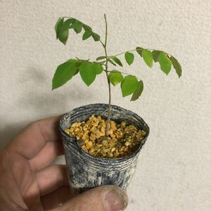 ★★スターフルーツ苗木★★ Y62 ゴレイシ苗　star fruit スターフルーツ苗