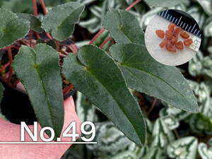 【種子】No.49 原種シクラメン C. hederifolium １０粒