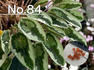 【種子】No.84 原種シクラメン C. hederifolium １０粒