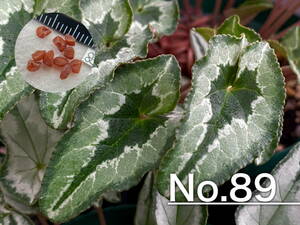 【種子】No.89 原種シクラメン C. hederifolium １０粒