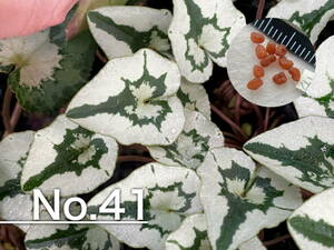 【種子】No.41 原種シクラメン C. hederifolium １０粒